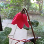 時期を間違えたシクラメン