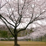 丸小山公園の桜