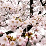 丸小山公園の桜