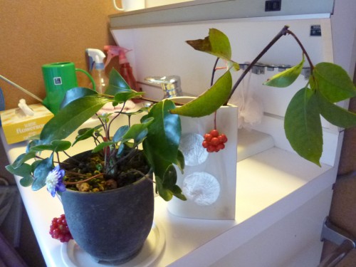 雪割草(和子ブログ)